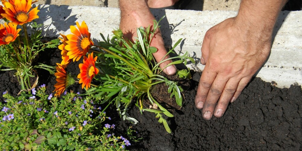 IKKE BARE JORD: Når det kommer til planting av blomster og busker, er det ikke bare jorden du må tenke på.