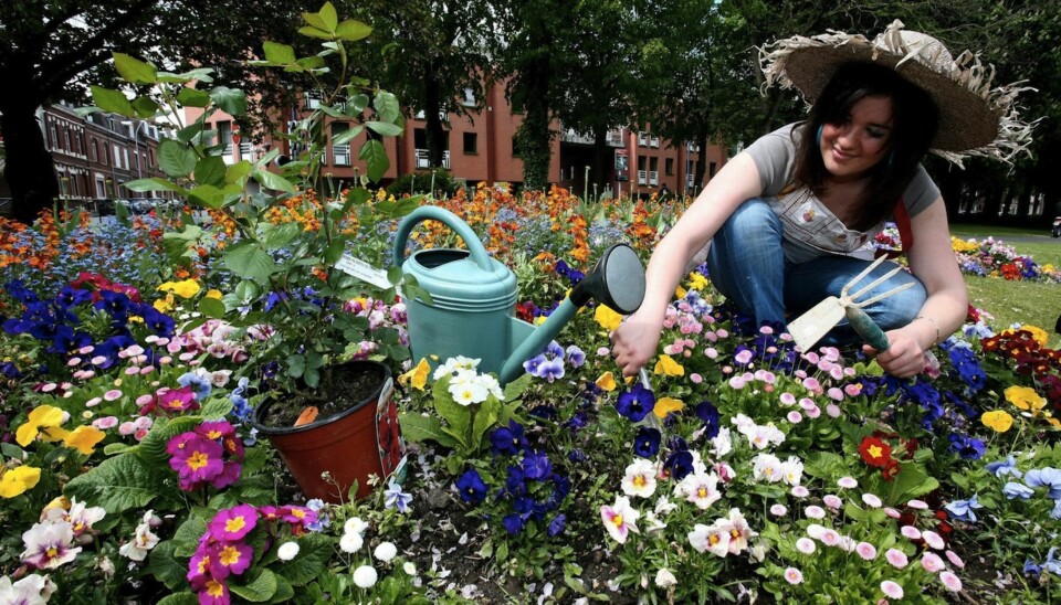 NYBEGYNNERFEIL: Det ikke mange vet er at alle planter trives best hvis de blir plantet på et sted som ligner mest mulig på de naturlige omgivelsene de nedstammer fra.