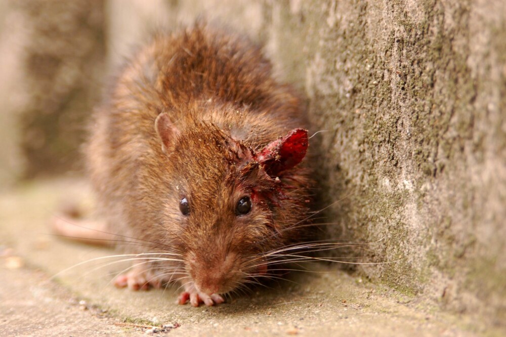 ROTTE: De fleste skadedyrrelaterte behandlinger i norske hjem er knyttet opp mot aktivitet av enten rotter eller mus.