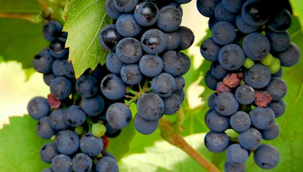 SYDLANDSK: Med et drivhus blir du raskt din egen vinprodusent.