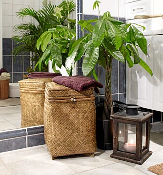 UNDER PALMENE: Skittentøykurv, kr 249 (Kremmerhuset). Pachira Aquatica Potteplante, kr 395 (Ikea). UNDER PALMENE: Skittentøykurv, kr 249 (Kremmerhuset). Pachira Aquatica Potteplante, kr 395 (Ikea).