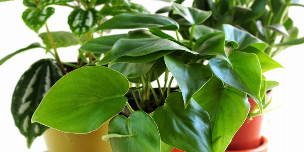 FRISKE POTTEPLANTER: Med noen enkle huskeregler er det større sannsynlighet for at plantene holder seg friske og grønne.