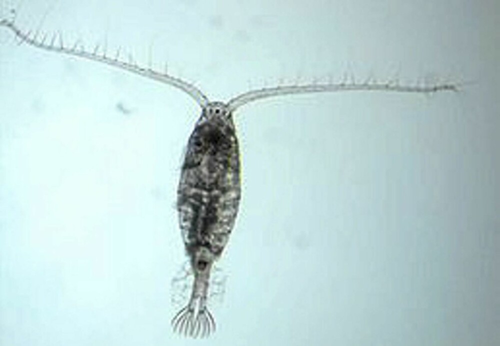 SIKRINGSKOST: Dette er et dyreplankton, nærmere bestemt en hoppekreps. Den er en av de vanligste dyreplankton, og en av de viktigste byggesteinene for livet i vannet. Den er så liten at du må ha forstørrelsesglass for å se den.