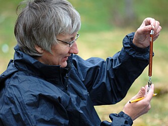 MINDRE SNEGLER: Solveig Haukeland er seniorforsker ved Bioforsk og ekspert på skogsbrunsneglen, og hun mener å ha observert færre snegler i år enn i fjor.