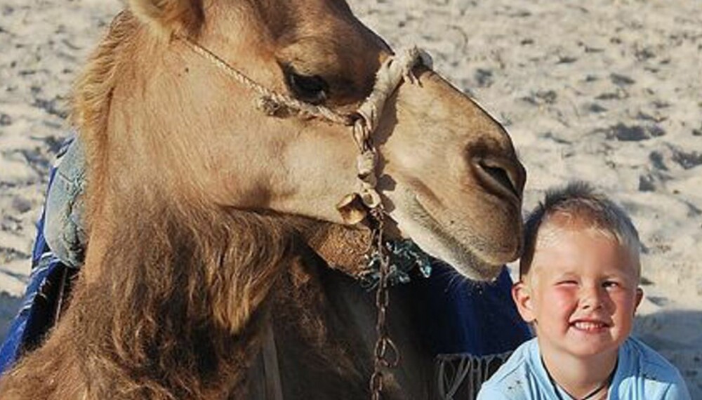 VINNERBILDE: Tommy Pedersen tok dette bilde av sønnen sin som fikk en uventet kamelsuss.