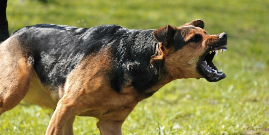 HUNDEBITT: Hvis en hund virker truende, kan det hjelpe å snu ryggen til og gå rolig bort fra den.