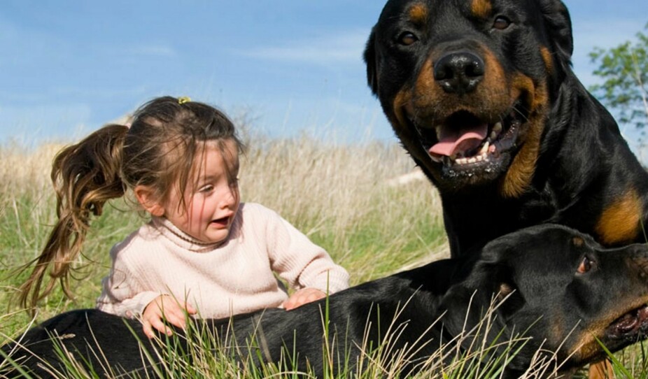 HUNDEBITT: Ikke la barnet strekke ut hånden mot hunden, men be barnet sette seg ned på huk og la hunden komme til barnet, råder hundeeksperter.