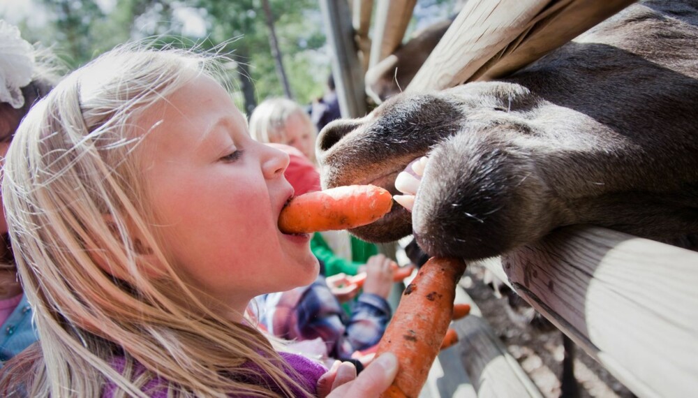TETT PÅ: I Bjørneparken vil barna kunne få klappe blant annet elg.