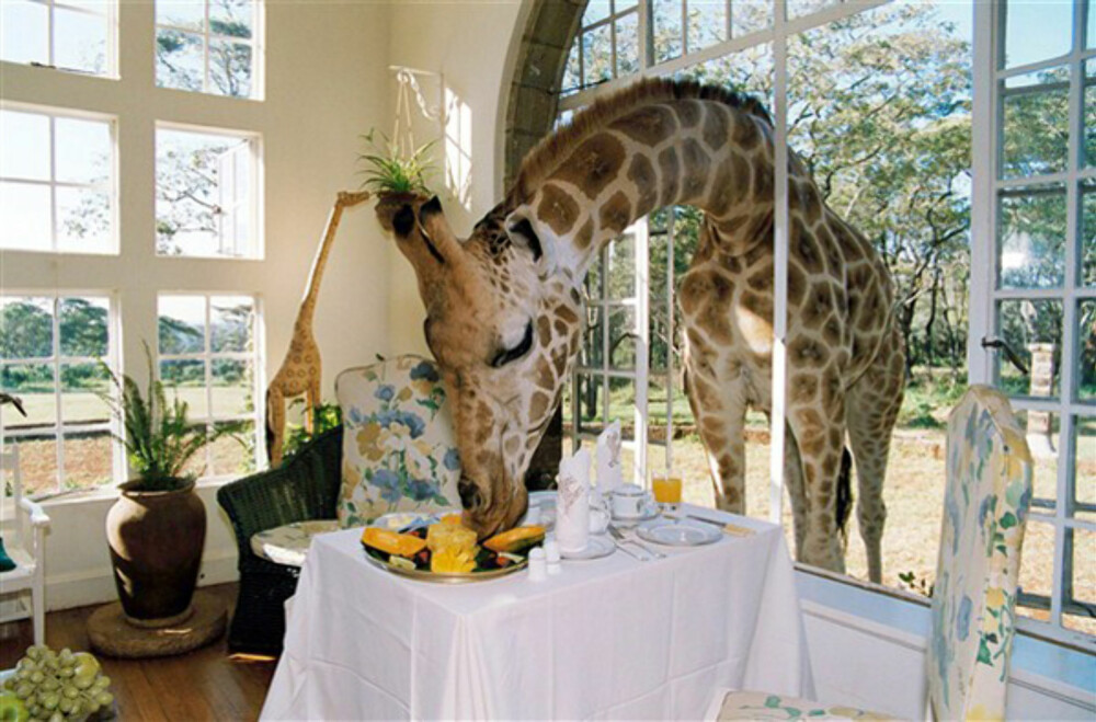 GIRAFFE MANOR: Del frokosten din med disse karene.