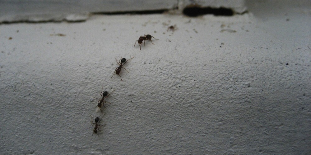 UØNSKET BESØK: Det er vel ikke mange som synes maur er noen trivelige gjester å få på besøk. Enkelte maurarter kan også ødelegge treverket helt.
