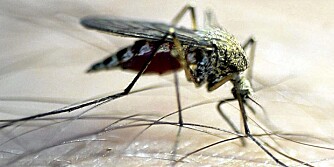 Tips mot mygg, flått og knott