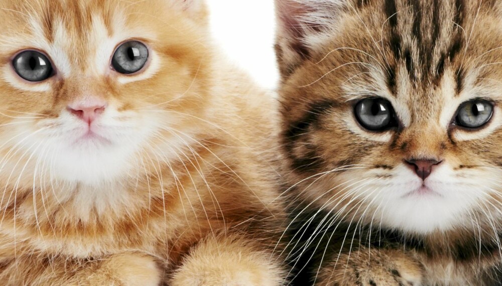 TAKLER SMÅBARN: Katter har et kroppsspråk som små barn forstår.
