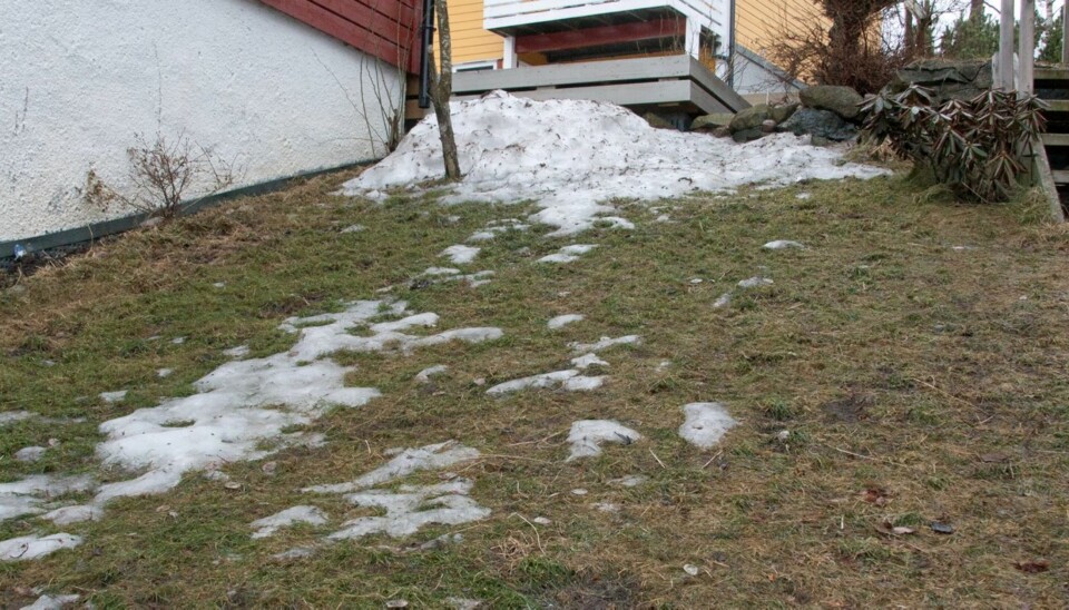 VÅRTRIST PLEN: En gressplen som dukker frem fra snøen er sjelden et vakkert syn, men det er ofte ikke mye som skal til for å få liv i den.