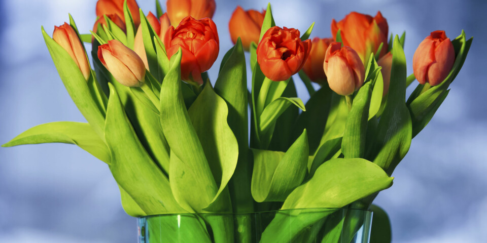 Slik får du vaseblomstene til å vare