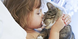 KATT PASSER BEST: For småbarnsfamilien er katt best egnet. De er mer selvstendige og gir lett forståelige signaler om hva de trives med.