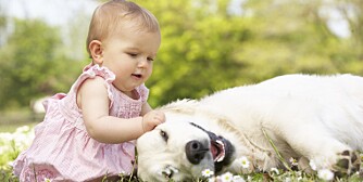 MÅ PASSES PÅ: La aldri barn og hund være alene, og lær deg å tolke hundens signaler.