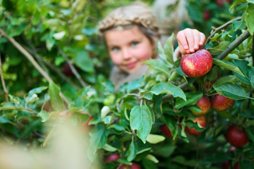 EPLEPLUKKING: Det kan være spennende å få plukke sine egne epler fra trærne. 