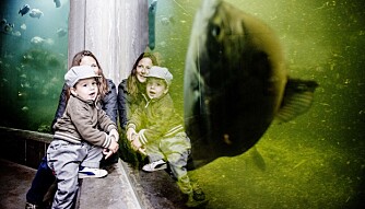 SPENNENDE PÅ AKVARIET: Det finnes mange muligheter for de små på ferie. Hva med en tur til et akvarium?