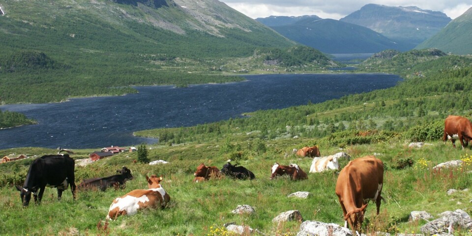 VAKKERT: Grønsennknippa ligger i vakre Valdres.