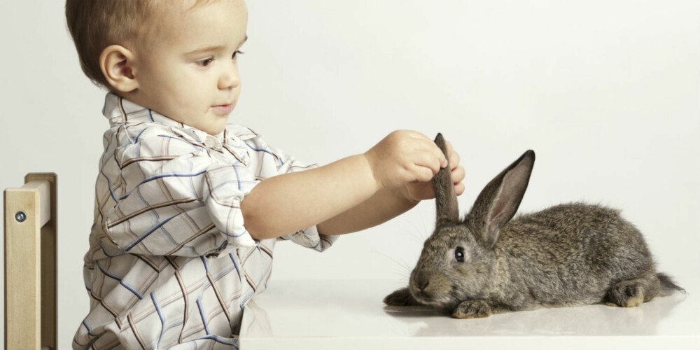 IKKE GODT VALG: Kanin er ikke et smart valg med små barn i huset, mener dyreekspertene. Den liker ikke røff behandling og trenger å være mye fritt ute for å trives.