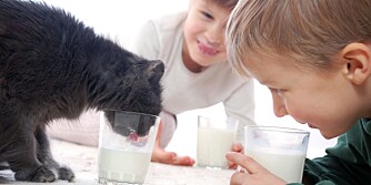cat and kids drinking milk