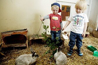 MAT MÅ'N HA: Mikkel (t.v) og Tias har med grener og friskt gress til kaninene. Først var alle fire skeptiske, men det gikk kjapt over.