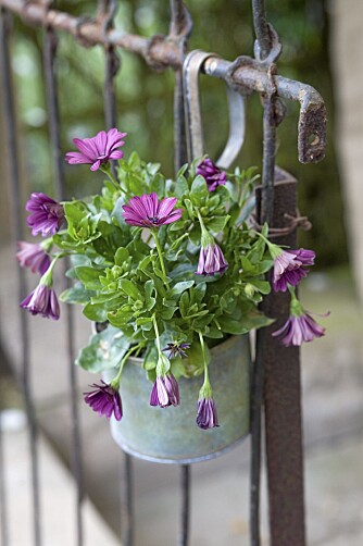 OPPHENGT: Potter med sommerblomster er en enkel måte å skape frodig romantikk.