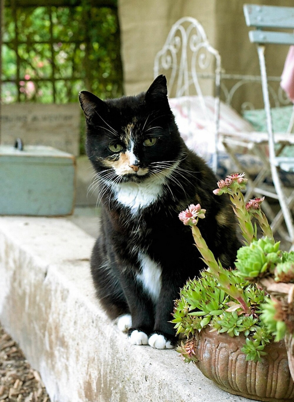 LAT KATT: Blir hagehjørnet ditt for hyggelig, flytter nok naboens katt inn for godt. LAT KATT: Blir hagehjørnet ditt for hyggelig, flytter nok naboens katt inn for godt.
