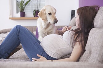 START FORBEREDELSENE TIDLIG: Er du gravid og har hund bør du la hunden bli kjent med det nye som skal skje. START FORBEREDELSENE TIDLIG: Er du gravid og har hund bør du la hunden bli kjent med det nye som skal skje.