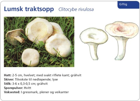 Champignon amming Champignon amming