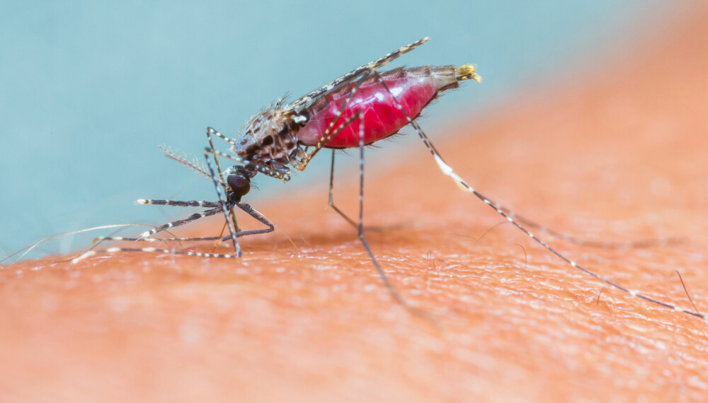 MYGG SPRER SMITTE: Gravide frarådes å reise til Sør-Amerika etter at et stort utbrudd av zikafeber kobles til en sterk økning i alvorlige fosterskader.