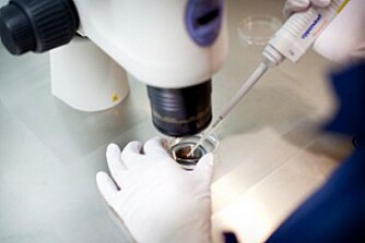 BEHOLDER KVALITETEN: Studier viser at nedfryste egg bevarer kvaliteten klinikken i årevis. BEHOLDER KVALITETEN: Studier viser at nedfryste egg bevarer kvaliteten klinikken i årevis.