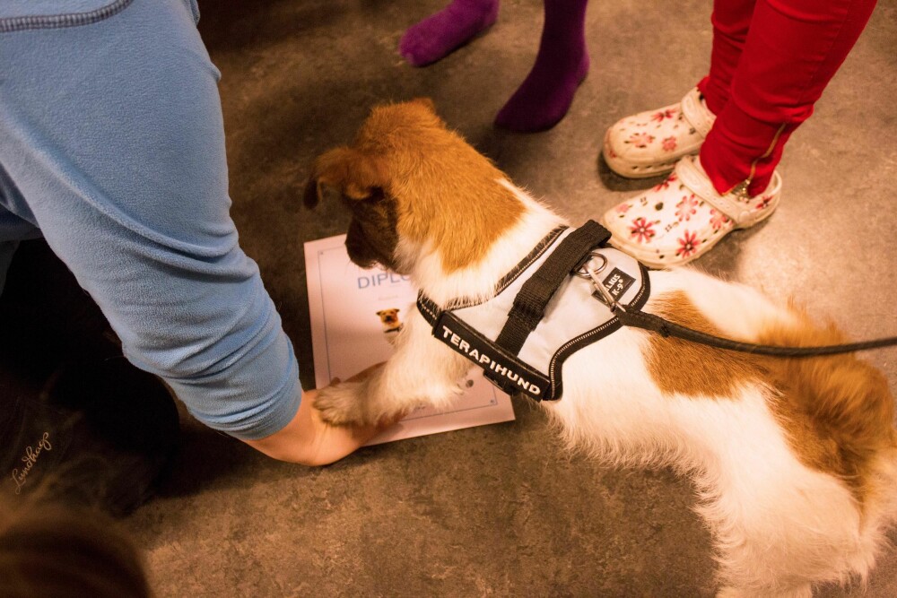 FÅR STEMPLE DIPLOMET: Hunden Lucy stempler et diplom som bevis på at hun har vært med å lese en bok.
