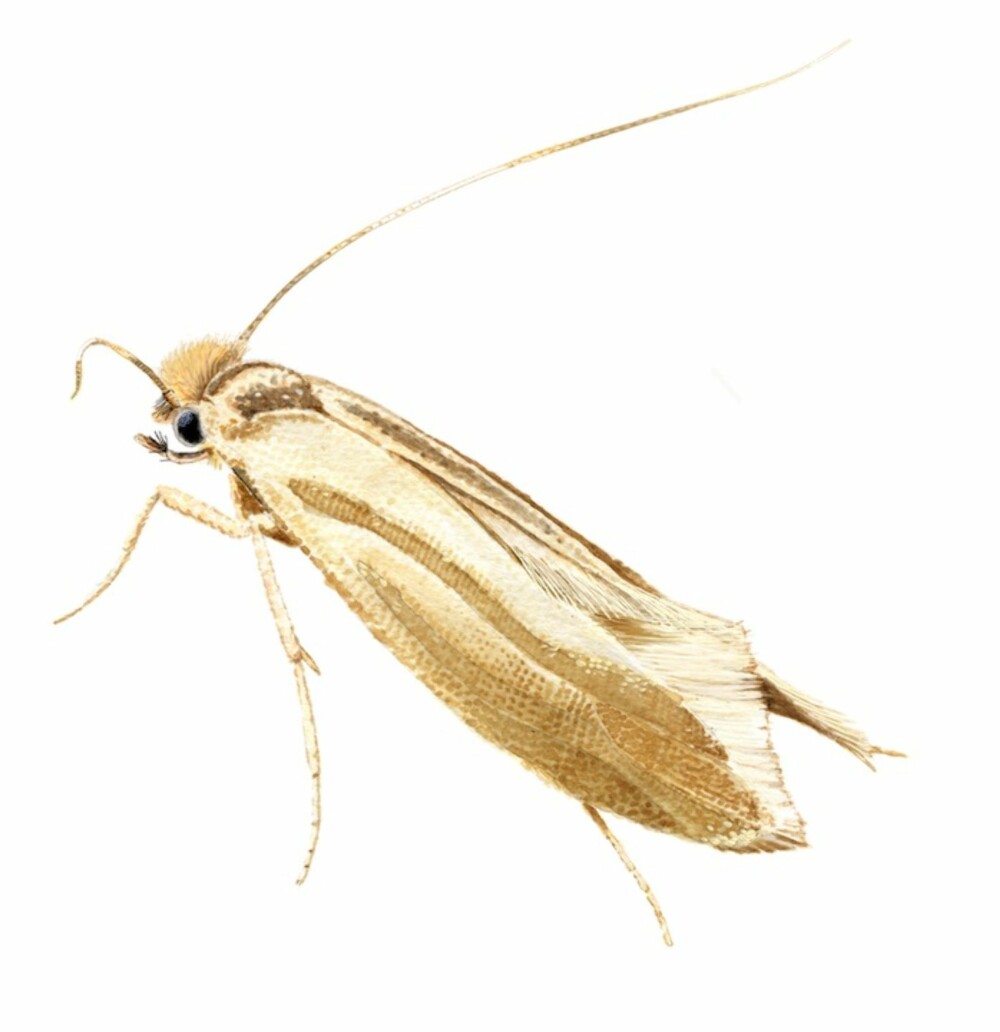 KLESMØLL: Insektet kjennetegnes av ensfargete, skinnende blanke og messinggule vingene samt gylne hår på hodet og i bakkant av vingene.