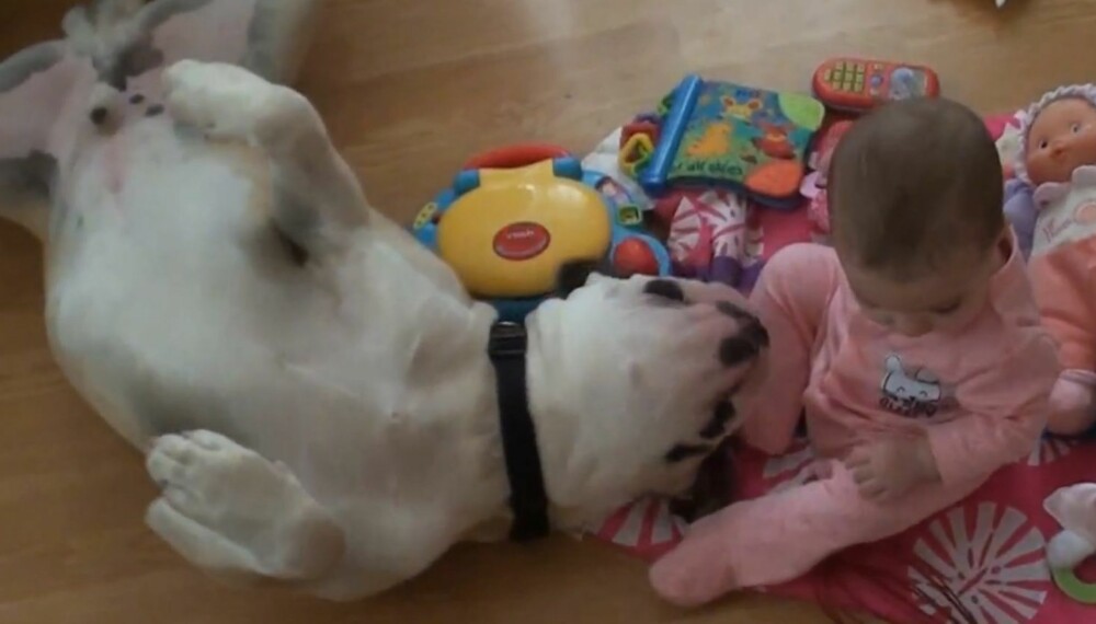 ELSKELIG BULLDOG: Denne store amerikanske bulldogen er svært hengiven mot sin lille lekekamerat. ELSKELIG BULLDOG: Denne store amerikanske bulldogen er svært hengiven mot sin lille lekekamerat.