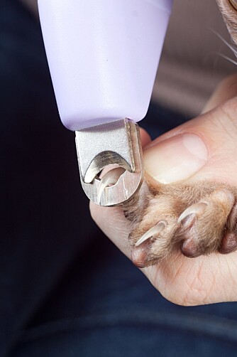 KLO-KLIPP: Sørg for å klippe hundens klør minst en gang i måneden. FOTO: Colourbox