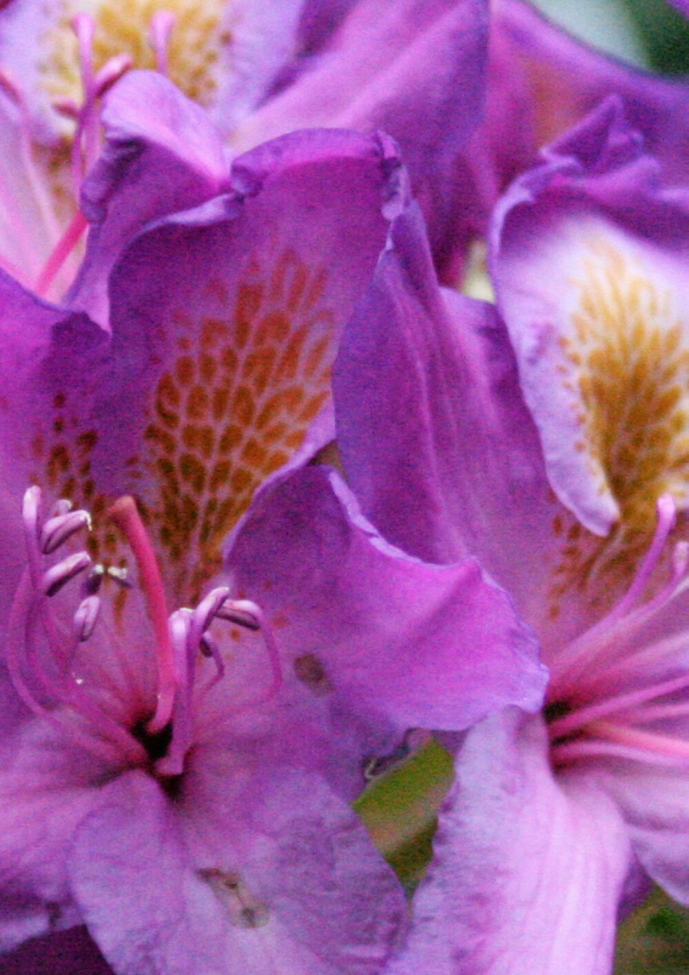LIKER IKKE: Rhododenron er en fin prydbusk med vintergrønne blad. Den har store blomsterklaser i mai¿juni.