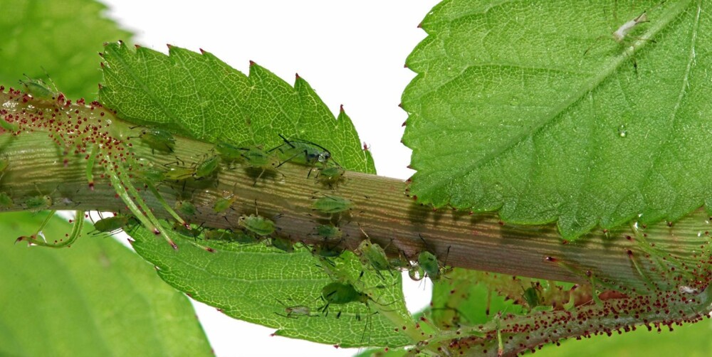 BLADLUS: Bladlus er små insekter som lever av å suge saften ut av planter. Marihøner spiser bladlus, og er derfor en velkommen gjest i norske hager