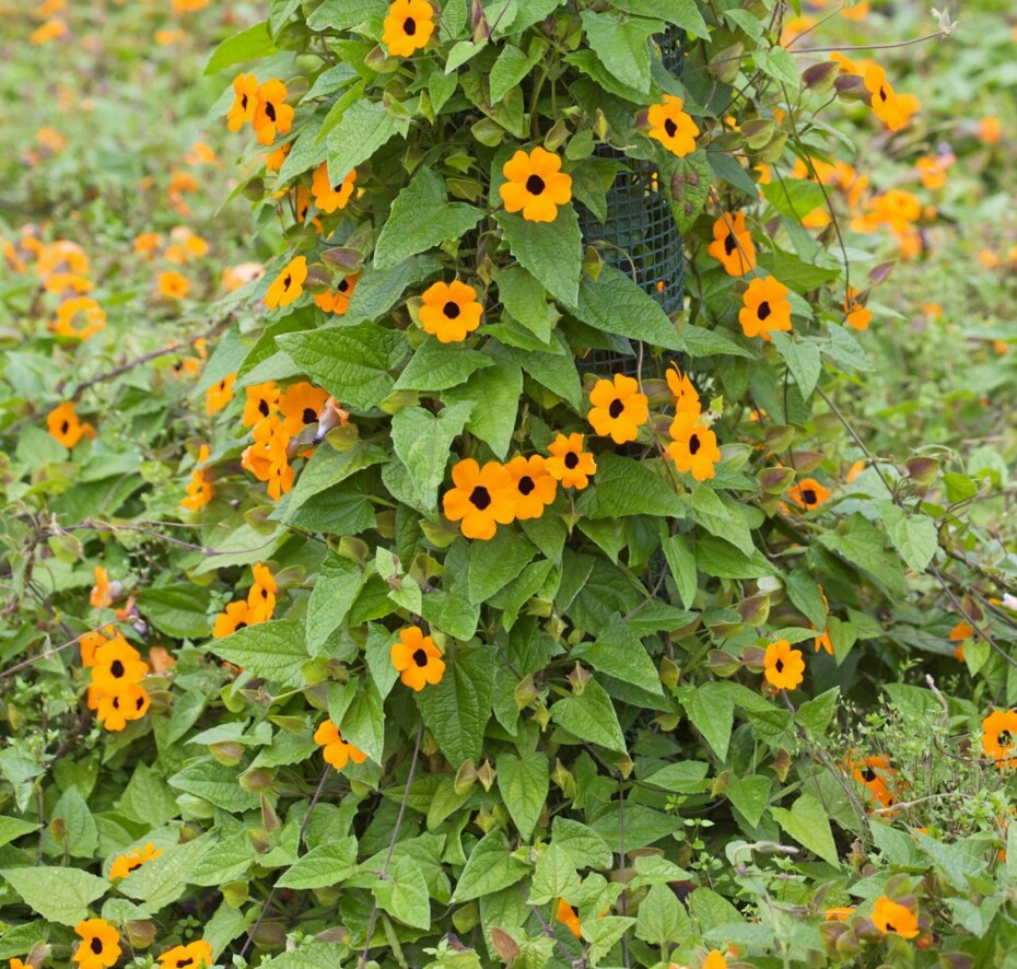 IØYENFALLENDE. Vingethunbergia blir kalt Susanne med det sorte øyet, den vokser fort og blomstrer villig.