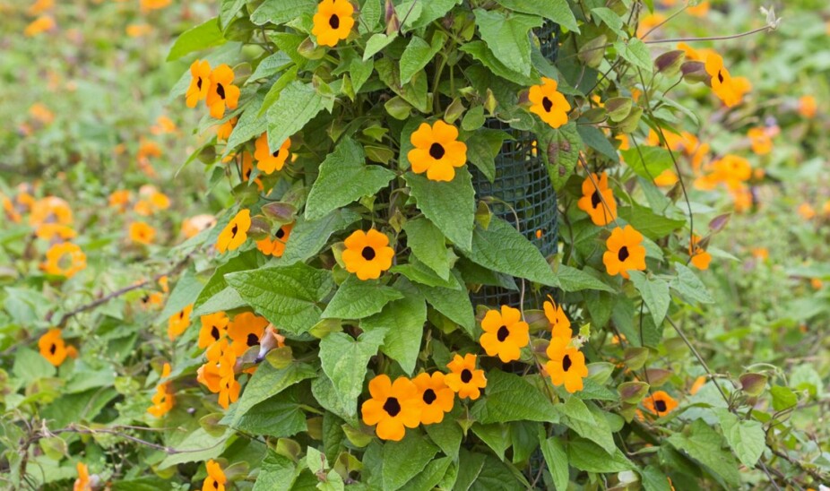 KLATREPLANTE MED BLOMSTER: Vingethunbergia blir kalt Susanne med det sorte øyet. Den vokser fort og blomstrer villig.