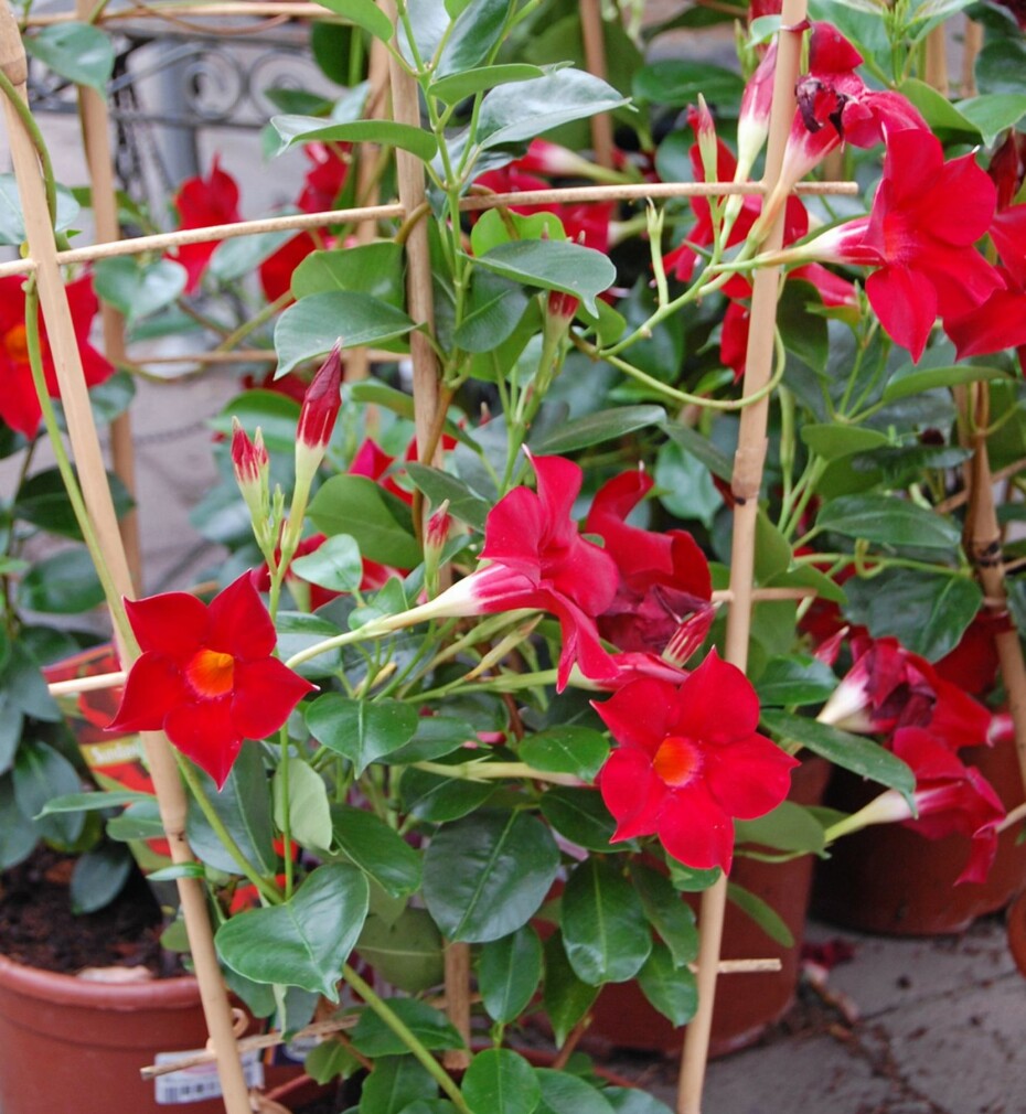 STORE BLOMSTER: Klatreplanten Ynde får flotte røde, rosa eller hvite blomster. Den overvintrer hvis den får det frostfritt.
