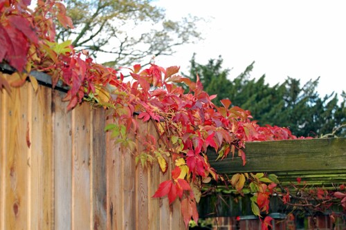 VILLVIN OM HØSTEN: Får den stå på en solfylt plass, kan du glede deg til knallrøde blader om høsten.