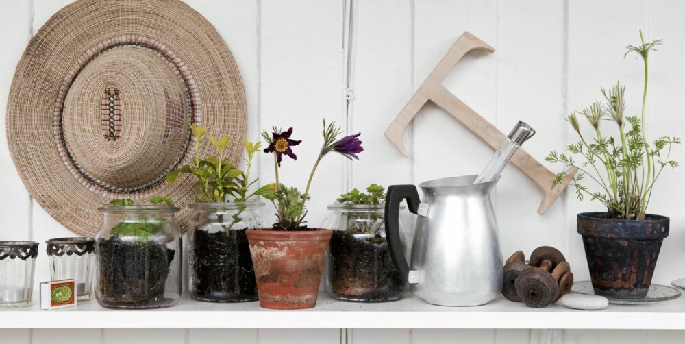 PÅ HYLLA: Her er det plantet i syltetøyglass og potter. En hatt til solfylte sommerdager bringer håp om lysere tider.