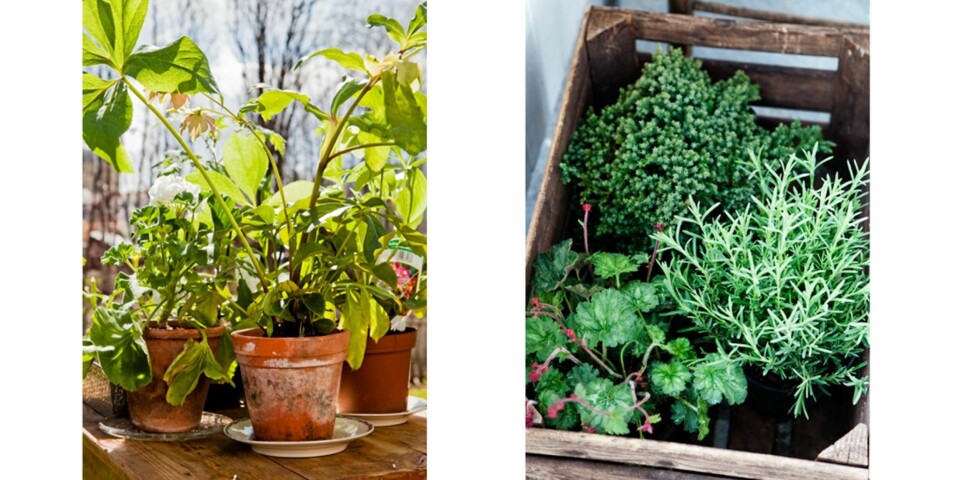 GRØNNE OMGIVELSER: Ved å dekorere verandaen med levende planter du et friskt og frodig fristed. Lavendel og marikåpe står klare til å plantes i jorden.