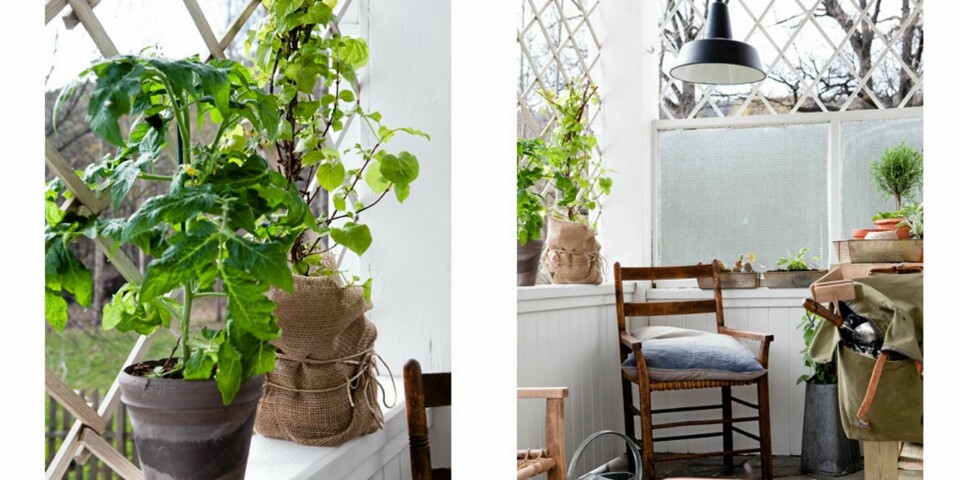 GJENBRUK: Disse stolene er funnet på et loppemarked, og har nå fått nytt liv på Trines veranda. Nyplantede snøroser og pelargonia i terrakottapotter står grønne og fine i karmene.
