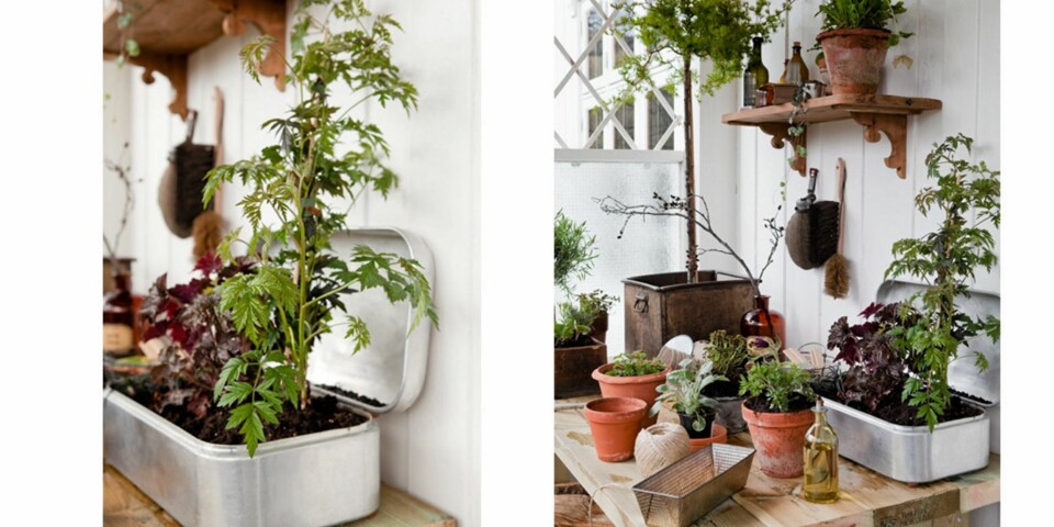 KREATIV PLANTING: Det massive blomsterbordet på hjul har samboeren laget av trykkimpregnert konstruksjonsvirke og terrassebord. Bare fantasien setter grenser for hva du kan plante i. Her ser du blant annet en gammelbrødboks som har kommet til nytte.