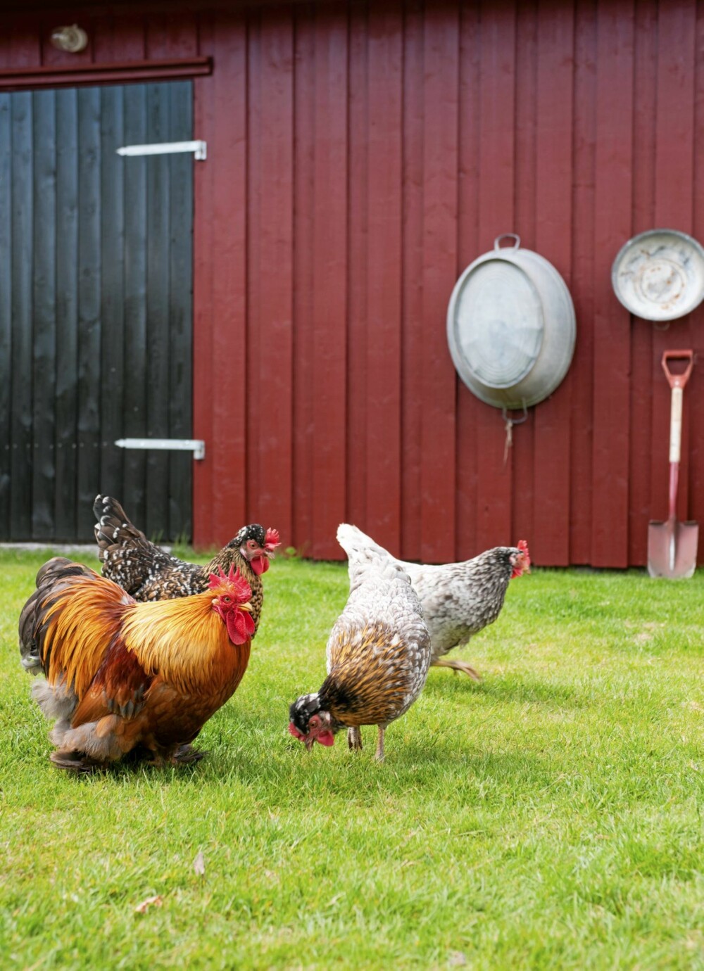 RASEHØNS. Hønsehuset er nyoppusset. Foruten høner, inneholder det redskaper.