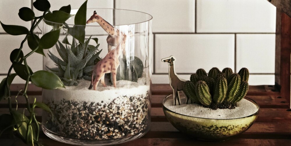 SAFARI I STUA: Hvorfor ikke lage din egen minijungel? Kaktuser er gode til å holde på vannet, og trenger derfor ikke vannes så ofte. Dyrefigurene er fra Dora, mens glassvasene er fra Ikea. Styling: Nicoline Olssen. SAFARI I STUA: Hvorfor ikke lage din egen minijungel? Kaktuser er gode til å holde på vannet, og trenger derfor ikke vannes så ofte. Dyrefigurene er fra Dora, mens glassvasene er fra Ikea. Styling: Nicoline Olssen.
