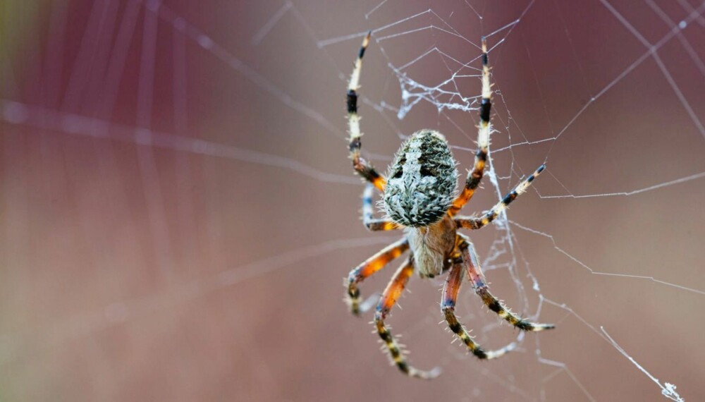 VERSTING: Edderkoppskrekk er en av de vanligste fobiene.
