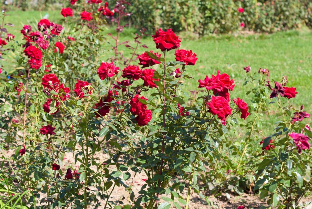 ROSEBUSKER: Tiden er inne for å plante rosebusker. Pass på at podestedet er 10-15 centimeter under jorden.